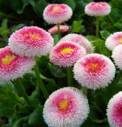 雛菊(蘇菲亞)種子、花卉種子、花種、盆花